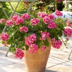 Пеларгония плющелистная Toscana Medio Lollipop Dark Red от Завода ФЛОРА