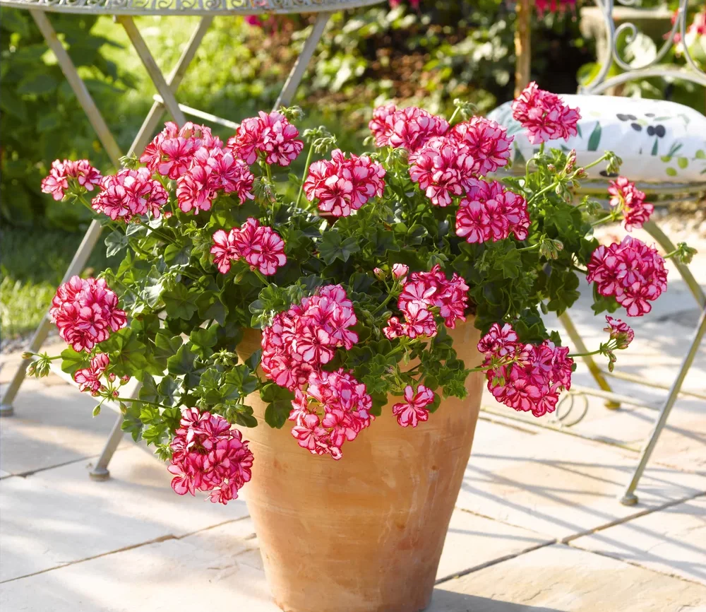 Пеларгония плющелистная Toscana Medio Lollipop Dark Red от Завода ФЛОРА