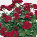 Пеларгония плющелистная PAC Tomgirl от Завода ФЛОРА