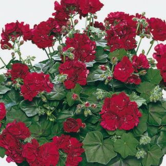 Пеларгония плющелистная PAC Tomgirl от Завода ФЛОРА