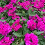 Вербена Lindolena Magenta от Завода ФЛОРА