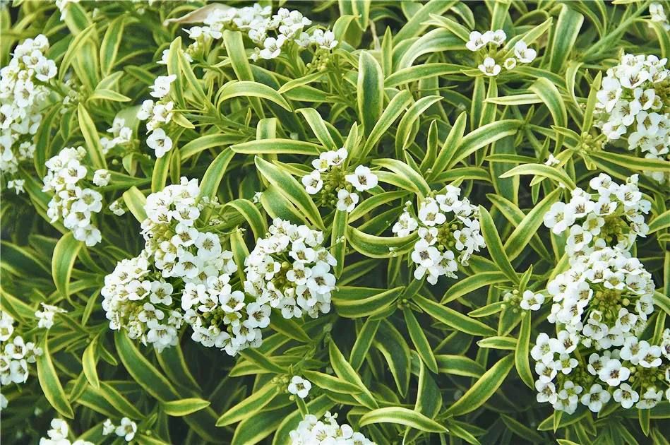 Алиссум Primavera Princess от Завода ФЛОРА