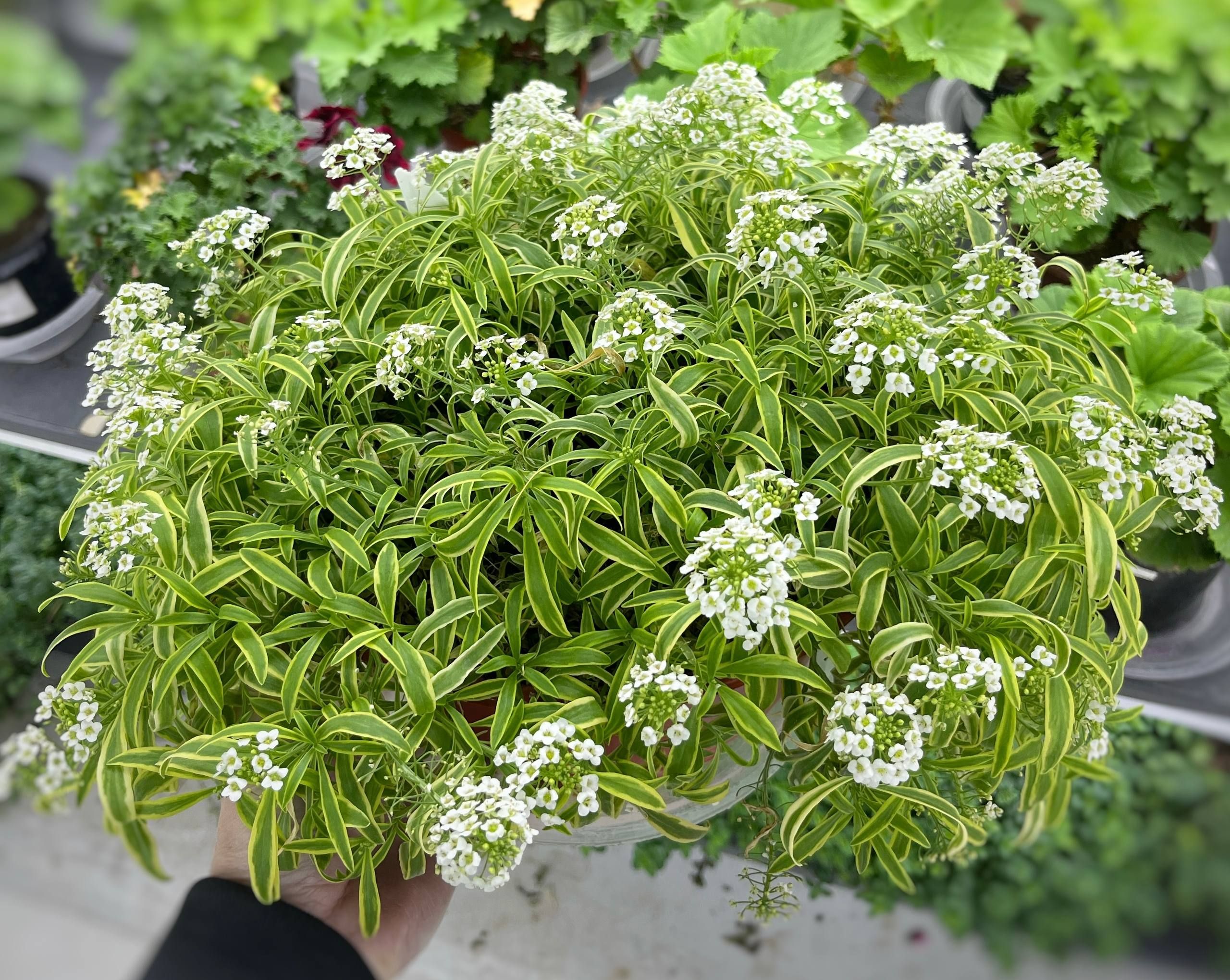 Алиссум Primavera Princess от Завода ФЛОРА