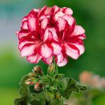 Пеларгония плющелистная Toscana Medio Lollipop Dark Red от Завода ФЛОРА