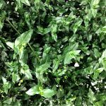 Традесканция Приречная от Завода ФЛОРА