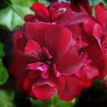 Пеларгония плющелистная PAC Tomgirl от Завода ФЛОРА