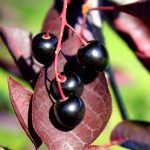 Черемуха краснолистная Сибирская Красавица от Завода ФЛОРА