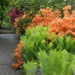 Папоротник садовый - фото 1 от Завода ФЛОРА