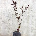 Черемуха краснолистная Сибирская Красавица - фото 10 от Завода ФЛОРА