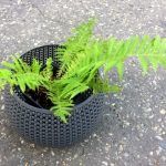 Папоротник садовый - фото 4 от Завода ФЛОРА