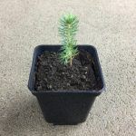 Ель голубая - фото 2 от Завода ФЛОРА