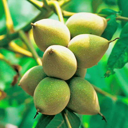 Семена Маньчжурского ореха (1 шт)