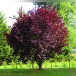 Черемуха краснолистная Сибирская Красавица - фото 2 от Завода ФЛОРА