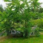 Семена Маньчжурского ореха - фото 1 от Завода ФЛОРА