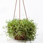 Суккулент Othonna Сapensis Ruby Necklace  0,1л от Завода ФЛОРА