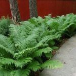 Папоротник садовый - фото 2 от Завода ФЛОРА