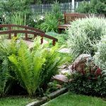 Папоротник садовый от Завода ФЛОРА