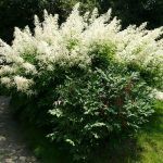 Волжанка двудомная - фото 2 от Завода ФЛОРА