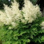 Волжанка двудомная - фото 1 от Завода ФЛОРА