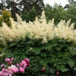 Волжанка двудомная от Завода ФЛОРА