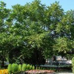 Семена Маньчжурского ореха - фото 8 от Завода ФЛОРА