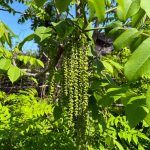 Семена Маньчжурского ореха - фото 7 от Завода ФЛОРА