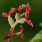 Семена Маньчжурского ореха - фото 3 от Завода ФЛОРА