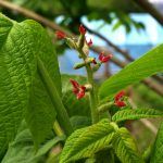 Семена Маньчжурского ореха - фото 2 от Завода ФЛОРА