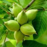 Семена Маньчжурского ореха от Завода ФЛОРА