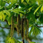 Семена Маньчжурского ореха - фото 4 от Завода ФЛОРА