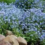 Незабудка садовая Голубая от Завода ФЛОРА