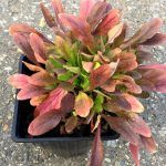 Незабудка садовая Голубая - фото 1 от Завода ФЛОРА