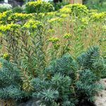 Седум Скальный Сизо-голубой от Завода ФЛОРА