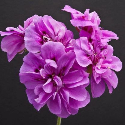 Пеларгония плющелистная Grandeur Ivy Violet (0,1л)
