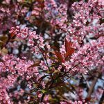 Черемуха краснолистная Сибирская Красавица - фото 7 от Завода ФЛОРА