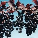 Черемуха краснолистная Сибирская Красавица - фото 8 от Завода ФЛОРА