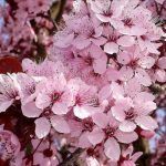 Черемуха краснолистная Сибирская Красавица - фото 6 от Завода ФЛОРА