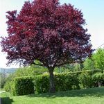 Черемуха краснолистная Сибирская Красавица - фото 9 от Завода ФЛОРА