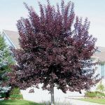 Черемуха краснолистная Сибирская Красавица - фото 3 от Завода ФЛОРА