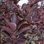 Черемуха краснолистная Сибирская Красавица - фото 4 от Завода ФЛОРА