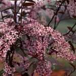 Черемуха краснолистная Сибирская Красавица - фото 5 от Завода ФЛОРА