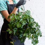 Циссус Ромболистный от Завода ФЛОРА