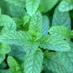 Мята Касабланка от Завода ФЛОРА