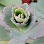 Суккулент Kalanchoe Fedchenko  0,1л от Завода ФЛОРА