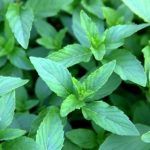 Мята Персиковая от Завода ФЛОРА