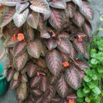 Эписция Northern Light от Завода ФЛОРА