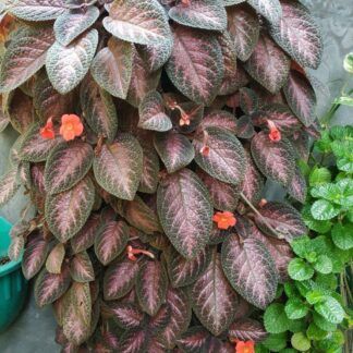 Эписция Northern Light от Завода ФЛОРА