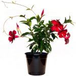 Дипладения Sundaville Classic Red - фото 4 от Завода ФЛОРА