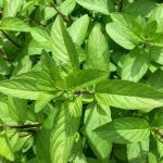 Мята Spirmint от Завода ФЛОРА