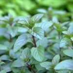 Мята Лекарственная от Завода ФЛОРА